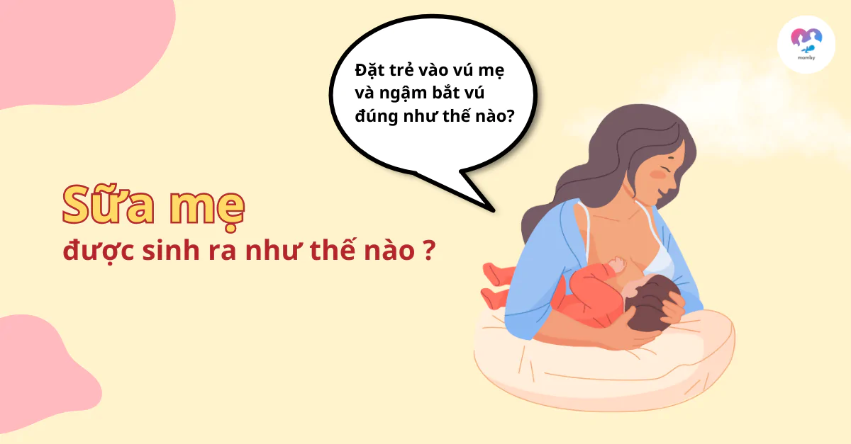 Sữa mẹ được sinh ra như thế nào ? - Cách đặt trẻ vào vú mẹ và ngậm bắt vú đúng.